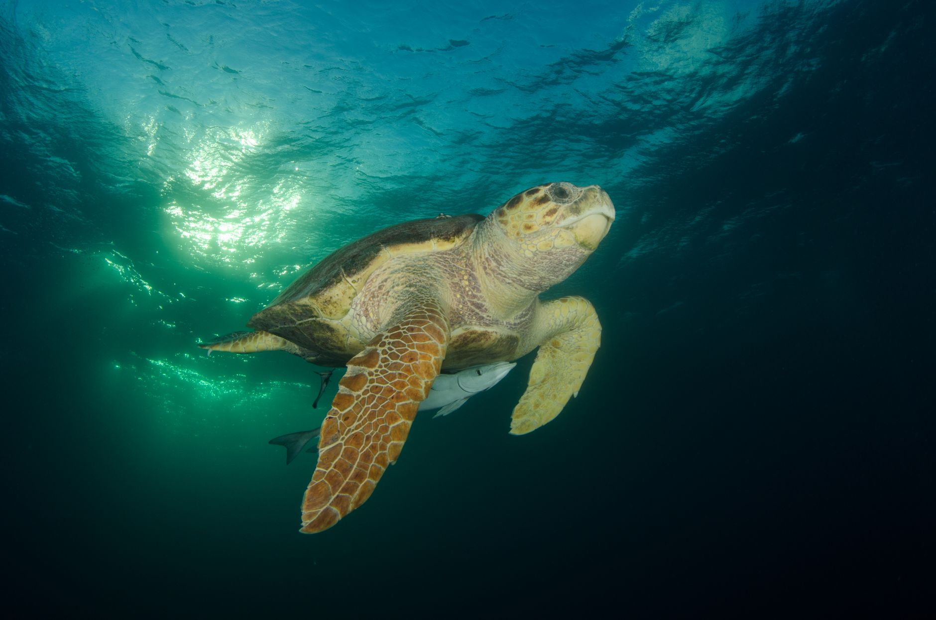 Bahamian Out-Island Field Journal